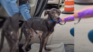 Leia mais sobre o artigo Cachorro encontrado debaixo da ponte se torna uma verdadeira beleza após uma recuperação incrível