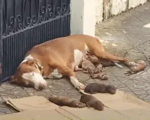 Leia mais sobre o artigo Na calçada de uma rua, mamãe cachorro encontra forças para dar a luz a filhotes extremamente preciosos