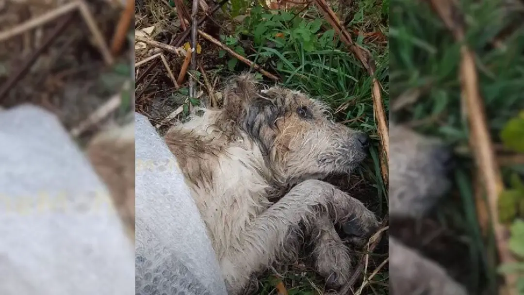 Você está visualizando atualmente Cão é encontrado deitado sozinho no meio da floresta e recebe nova chance de ser amado