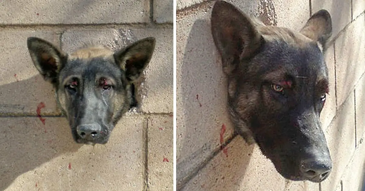 Você está visualizando atualmente Cachorro fica preso com a cabeça no concreto e situação desafia a equipe de resgate