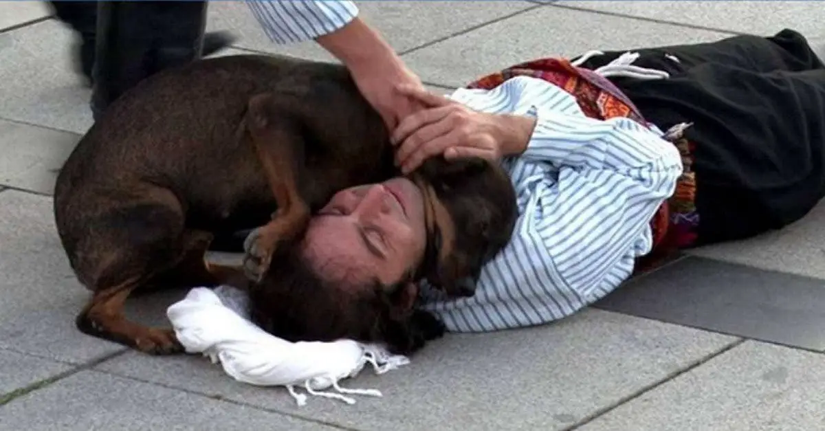 Você está visualizando atualmente Cachorro de rua interrompe peça de teatro para salvar ator que fingia estar ferido