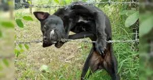 Leia mais sobre o artigo Cachorro fica preso em cerca de arame farpado e seu resgate se torna um desafio