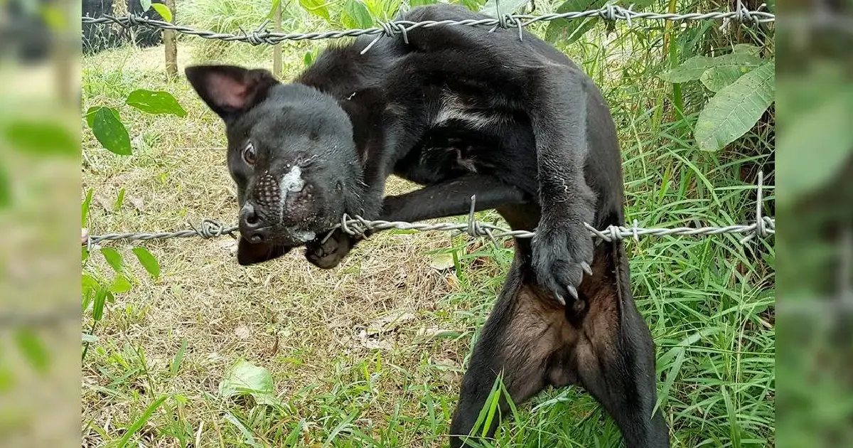 Você está visualizando atualmente Cachorro fica preso em cerca de arame farpado e seu resgate se torna um desafio