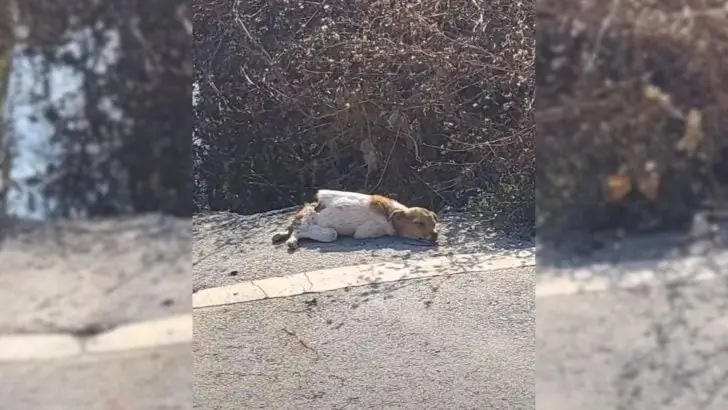 Você está visualizando atualmente Incrível: com a coluna quebrada, cachorro é encontrado imóvel, mas o final da história surpreende a todos