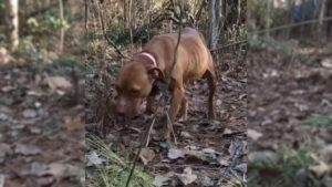 Leia mais sobre o artigo Este cão amedrontado viveu a vida inteira no mato, até conhecer homem que vem tentando ganhar sua confiança