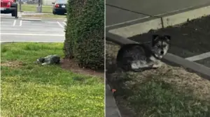 Leia mais sobre o artigo Cachorro fica semanas no mesmo lugar esperando por família que o abandonou