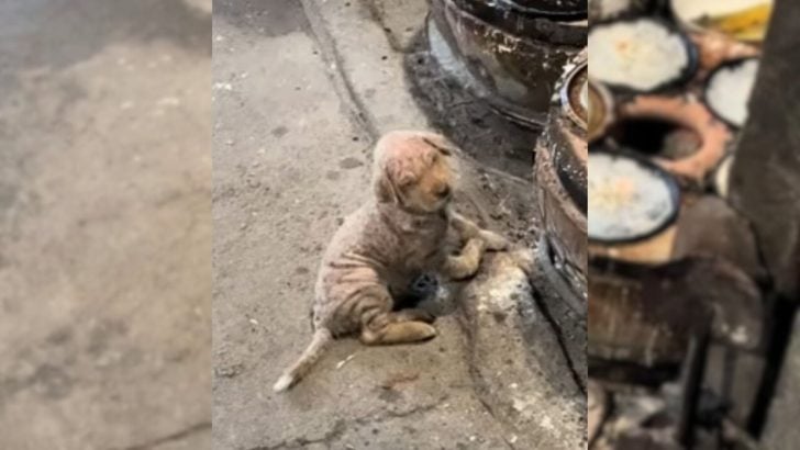 Você está visualizando atualmente Mulher resgata cachorro doente e abandonado no frio, enquanto ele rastejava para se manter aquecido