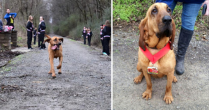 Leia mais sobre o artigo Cachorro corre meia maratona por engano após ser solto para fazer xixi e termina em 7º lugar