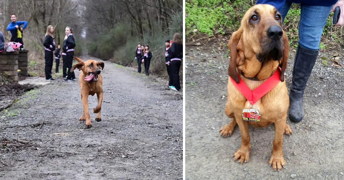 Você está visualizando atualmente Cachorro corre meia maratona por engano após ser solto para fazer xixi e termina em 7º lugar