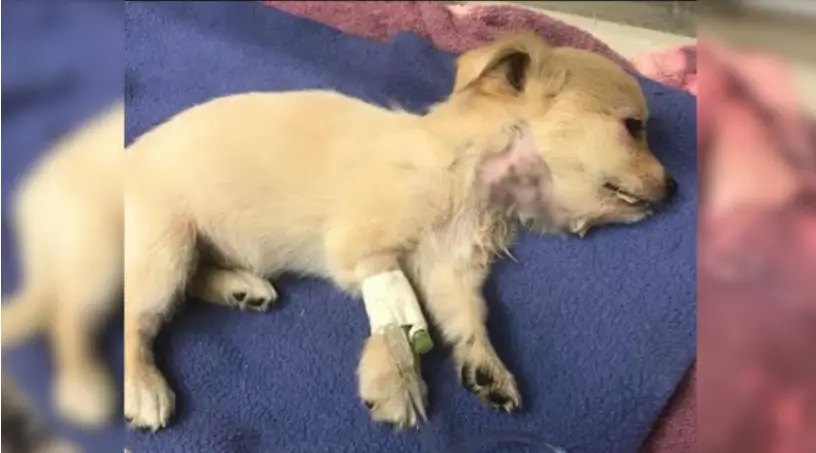 Você está visualizando atualmente Filhote atacado por outro cachorro maior recebe ajuda de veterinários