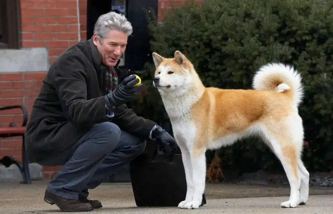 Você está visualizando atualmente 7 Melhores Filmes de Cachorro Para Assistir em 2024