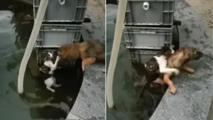 Leia mais sobre o artigo Cachorro herói decide pular na água para salvar gato afogando