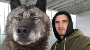 Leia mais sobre o artigo Homem vive com o maior lobo do mundo e o trata como se fosse um cachorrinho