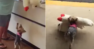 Leia mais sobre o artigo Cachorrinho minúsculo decide comprar o maior brinquedo da loja de pets