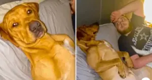 Leia mais sobre o artigo “Eu tava aqui primeiro!” – Vídeo de cachorro folgado viraliza na internet após ele se recusar a sair da cama