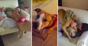 Leia mais sobre o artigo Cachorro tem reação maravilhosa ao ser surpreendido pelo retorno de seu dono para casa [vídeo]