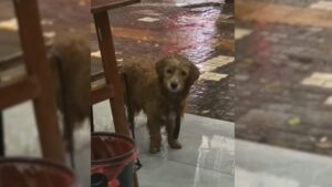 Leia mais sobre o artigo Cachorro caminha debaixo de chuva forte até conseguir chegar em restaurante e implorar por comida