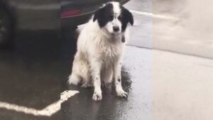 Leia mais sobre o artigo Este cachorro leal ficou horas na chuva após ser abandonado, esperando seus donos voltarem