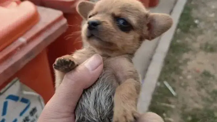 Você está visualizando atualmente Recém-nascido e procurando comida no meio do lixo, cão é adotado por mamãe cheia de amor