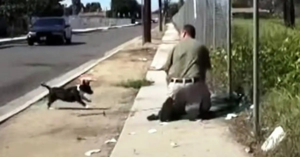 Você está visualizando atualmente Mamãe cachorro perdida enlouquece após ver homem prendendo seu único filhote numa rede