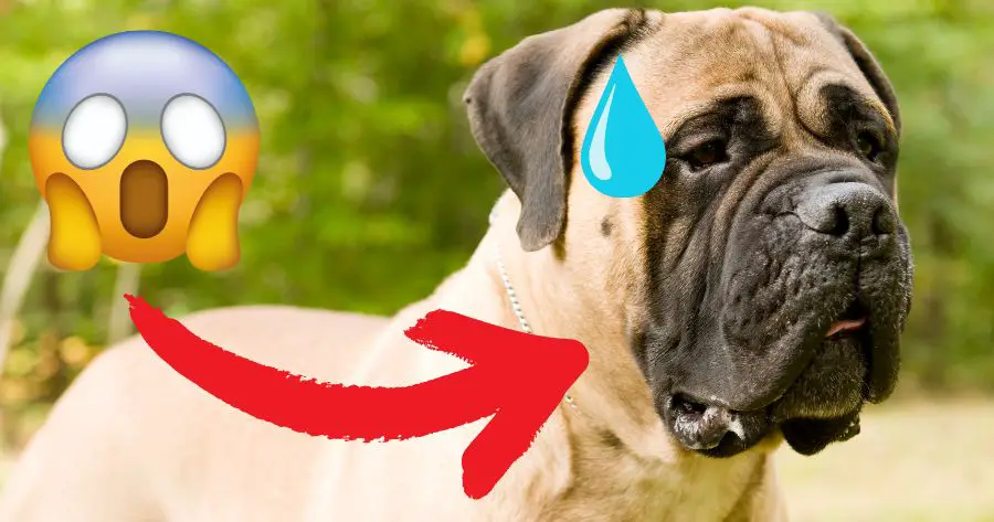 Você está visualizando atualmente 7 Raças de Cachorro Que Requerem Menos Exercício