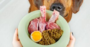 Leia mais sobre o artigo 10 Alimentos Humanos Que São Perigosos Para Seu Cachorro