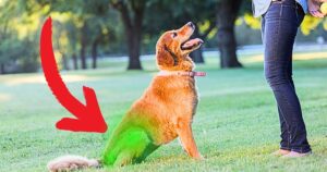 Leia mais sobre o artigo 5 Exercícios Simples para Manter Seu Cachorro Ativo