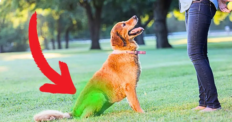 Você está visualizando atualmente 5 Exercícios Simples para Manter Seu Cachorro Ativo