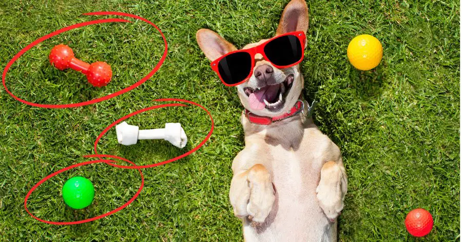 Você está visualizando atualmente 5 Brinquedos Indispensáveis Para Manter Seu Cachorro Feliz e Saudável