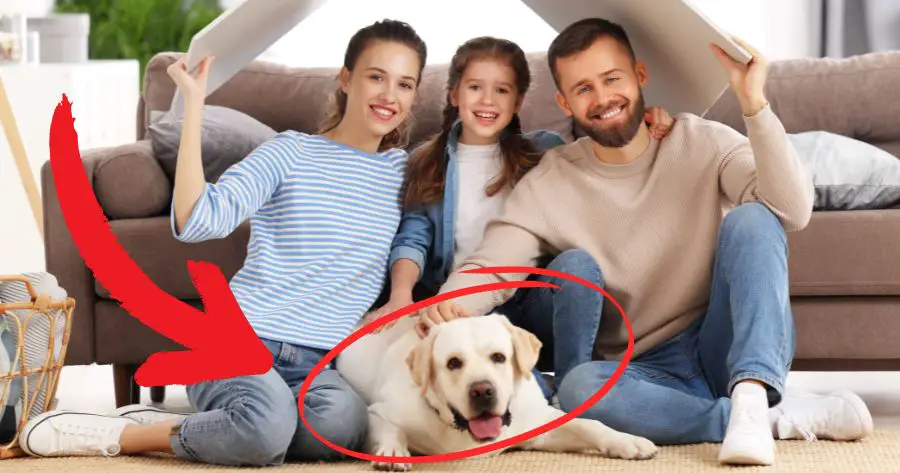 Você está visualizando atualmente 7 Dicas Essenciais Para Introduzir um Novo Cachorro na Família