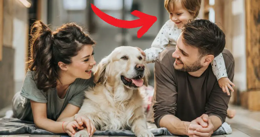 Você está visualizando atualmente 5 Grande Benefícios de Ter um Cachorro em Casa