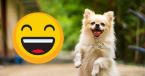 Leia mais sobre o artigo 6 Sinais de Que Seu Cachorro Está Muito Feliz