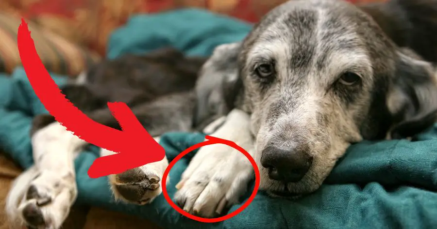 Você está visualizando atualmente Sinais que Podem Indicar que um Cachorro Está Próximo de Morrer