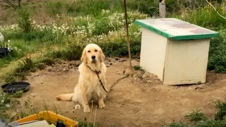 Você está visualizando atualmente Após viver por muito tempo sozinha e acorrentada, cachorra é adotada por ator famoso