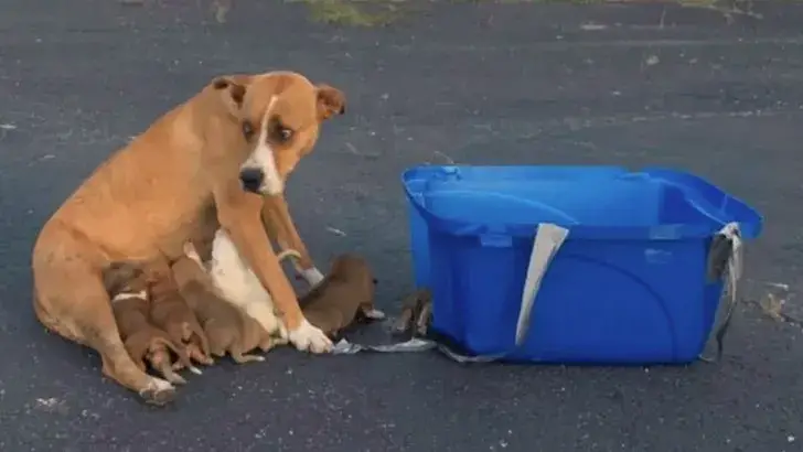 Você está visualizando atualmente Cadela é abandonada na rua com 9 filhotes enquanto aguarda por um resgate