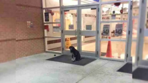 Leia mais sobre o artigo Cachorro aparece por dias seguidos na porta da escola, até conseguir um cuidado especial