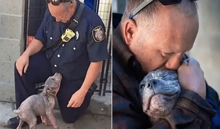 Você está visualizando atualmente Bombeiro além de salvar, acaba adotando Pit Bull abandonado