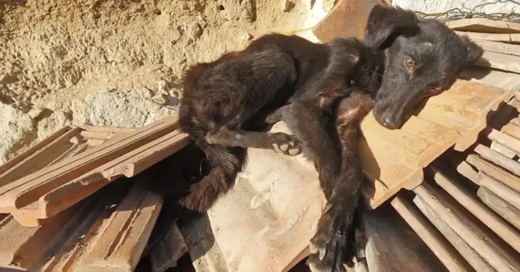 Encontrado em uma garagem em ruínas, cachorro faminto é resgatado antes do pior