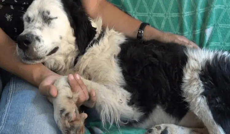 Esse labrador aguardou ansiosamente pelo um cuidado e um carinho