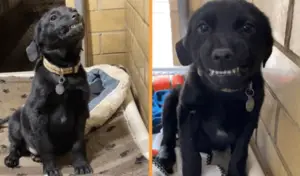 Leia mais sobre o artigo Esse labrador tinha como objetivo contagiar as pessoas em busca por uma adoção