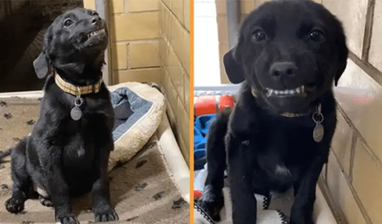 Esse labrador tinha como objetivo contagiar as pessoas em busca por uma adoção