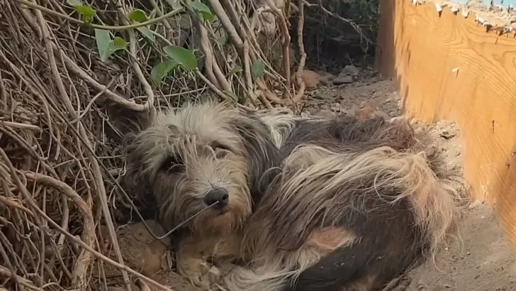 Você está visualizando atualmente Cachorro não quis aceitar ser abandonado por seus antigos donos