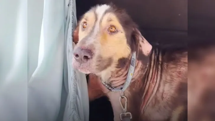 Você está visualizando atualmente Doce cachorro vira-lata pula no carro de mulher na esperança de ser adotado por ela