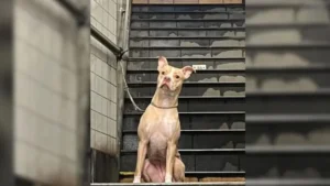 Leia mais sobre o artigo Mulher encontra e salva cachorro abandonado amarrado a um poste em estação de metrô