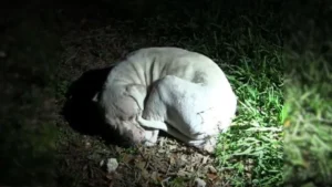 Leia mais sobre o artigo Cachorro abandonado em área deserta tem sorte quando resgate o encontra e vêm em seu socorro