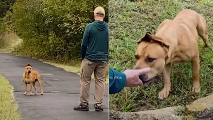 Você está visualizando atualmente Casal passa um ano tentando resgatar “Scooby Doo da vida real” e devolvendo um sorriso ao seu rosto