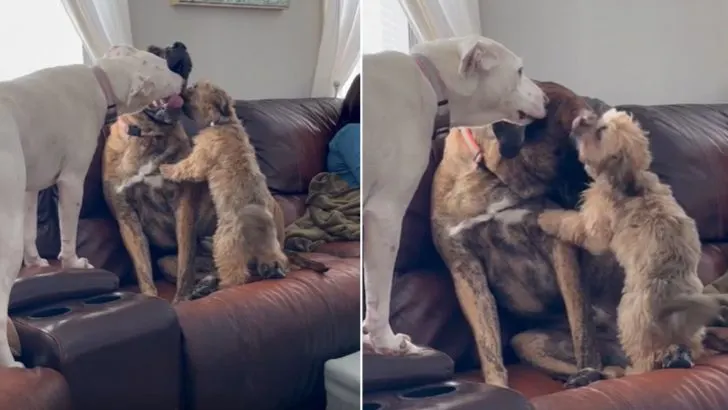 Você está visualizando atualmente Cachorro abusado, Rex, encontra irmãos perfeitos para ajudá-lo a superar a ansiedade