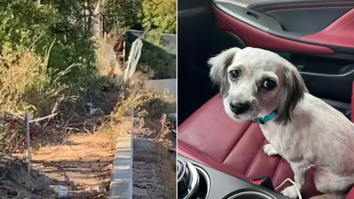 Você está visualizando atualmente 13 meses depois, perdido na estrada, cão da família finalmente encontra o caminho de casa