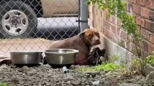 Leia mais sobre o artigo Mulher encontra cachorrinho vivendo em um pequeno beco e decide dar a ela uma nova chance