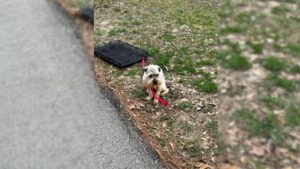 Leia mais sobre o artigo Mulher fica com coração cheio de tristeza ao avistar cachorrinho assustado amarrado a uma caixa